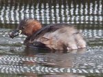 little grebe