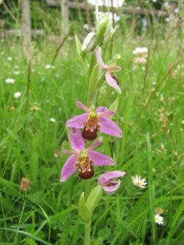 Bee Orchid