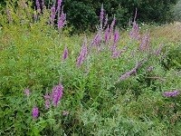 purple loosestrife