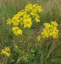 yellow ragwort