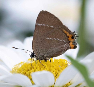 hairstreak