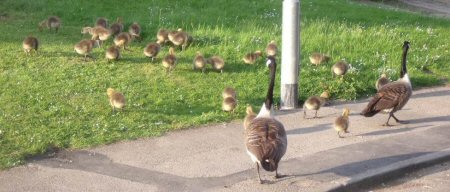 Canada geese