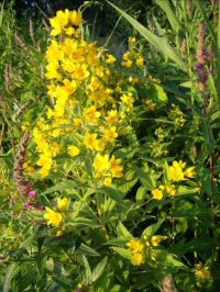 Yellow Loosestrife