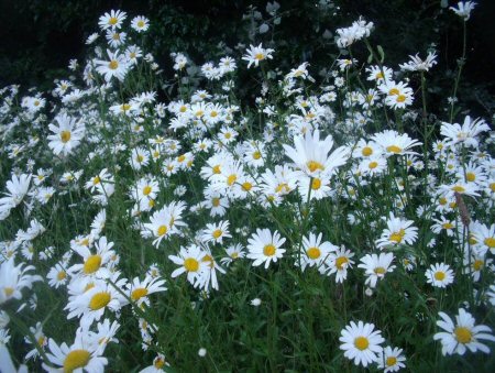 oxeye daisies