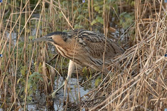 Bittern