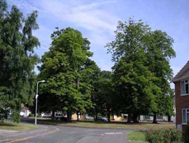 Chestnut Trees