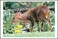 Muntjac