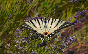 Swallowtail butterfly