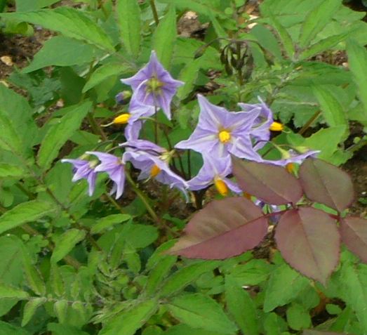 solanum vernei