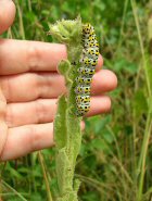 caterpillar