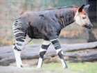 Okapi