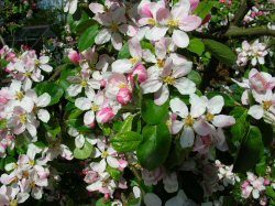 apple blossom