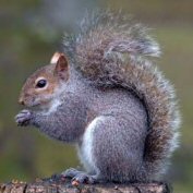 grey squirrel