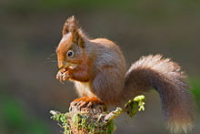 red squirrel