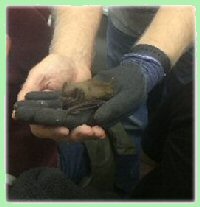 pipistrelle pipistrelle