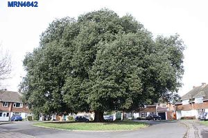 holm oak