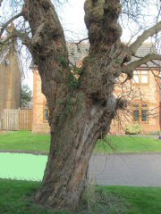 Mulberry tree