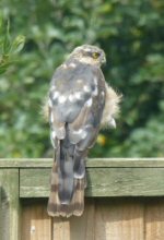 sparrowhawk