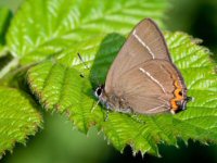 White-letter Hairstreak