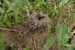 ivy bee volcano