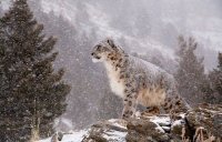 snow leopard