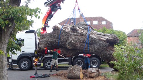 Betchworth Oak