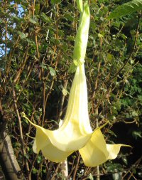 brugmansia