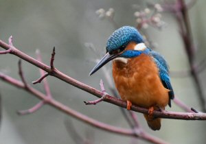 Kingfisher