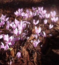 cyclamen