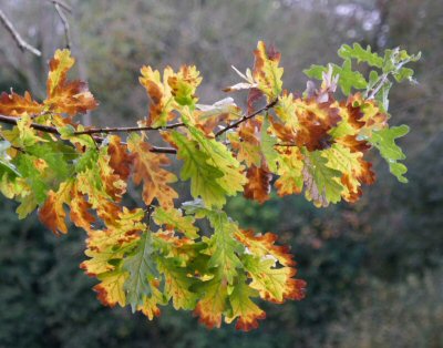 leaves