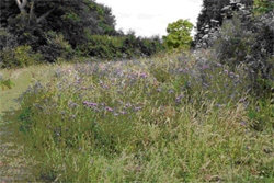 Oakwood Hay Meadow