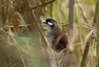 Jocotoco antpitta