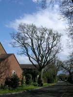 Starling tree