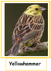 Yellowhammer