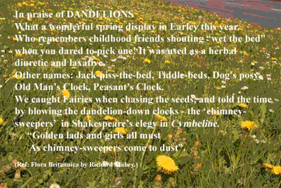 Dandelions