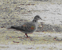 Turtle Dove