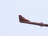 Nightjar