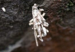 moth pupa