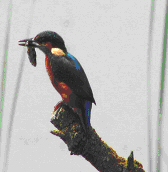 kingfisher