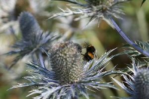 bee on teazle