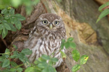 Little Owl