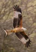 RedKite