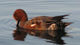 Wigeon