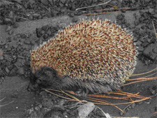 Hedgehog