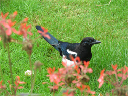 Magpie