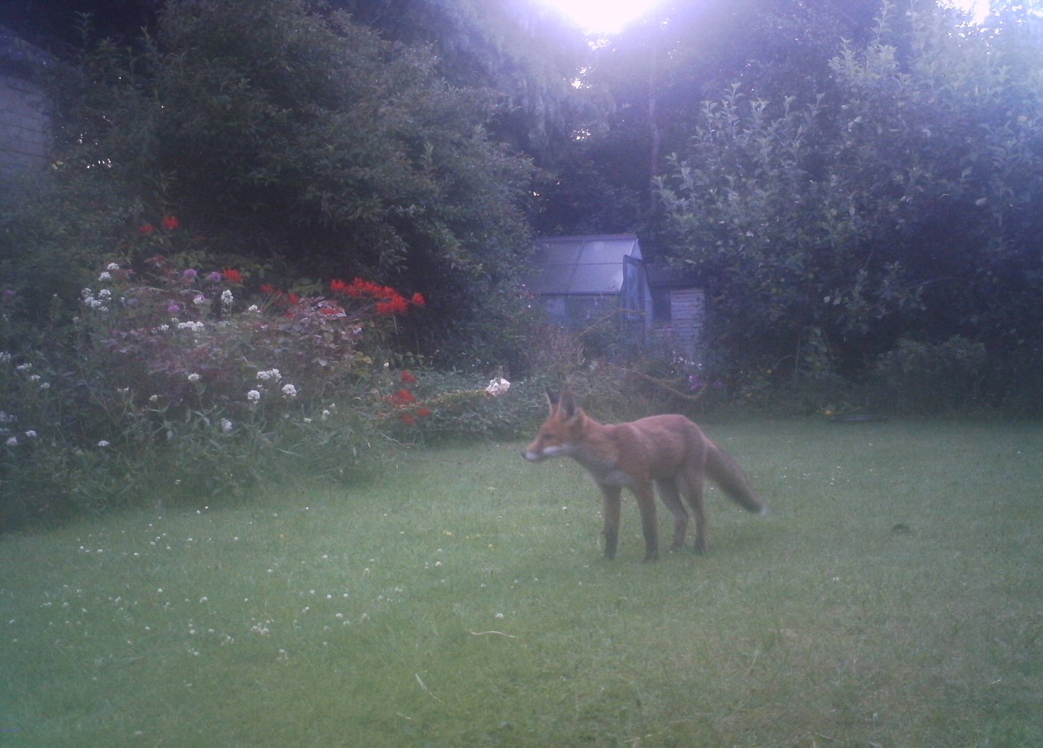 Fox in garden