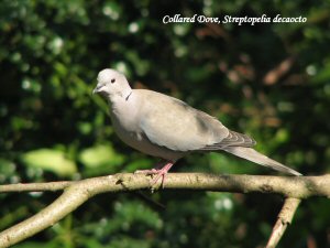 Collared Dove