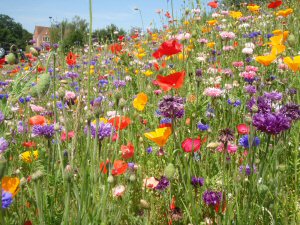 wildflowers