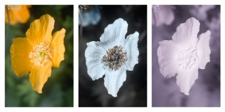 Welsh Poppies