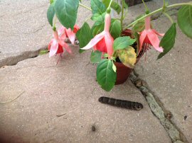 Elephant Hawkmoth caterpillar